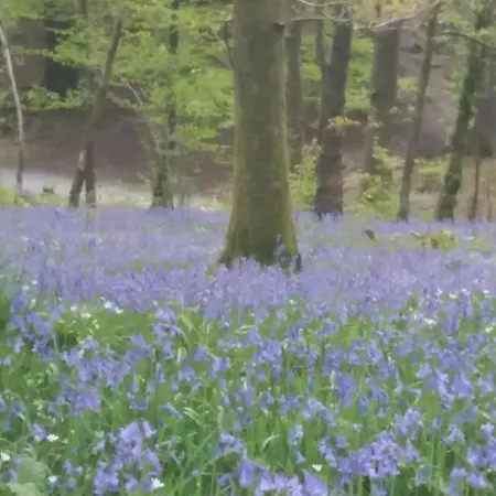 Bluebell *